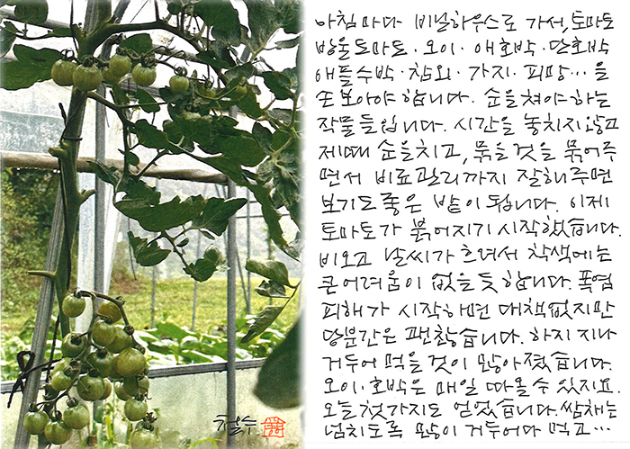 - 시간을 놓치지 않고, 제 때 순을 치고...
