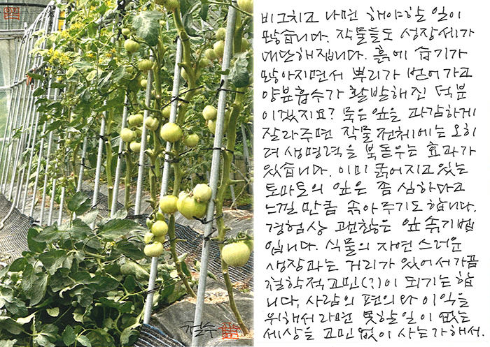 - 묵은 잎을 과감하게 잘라주면...