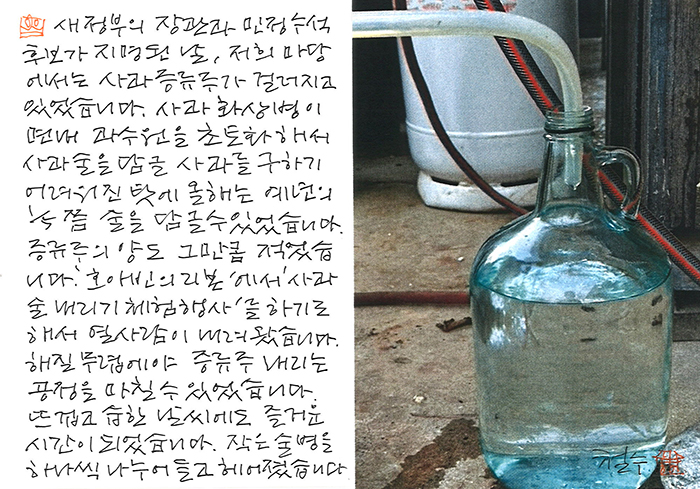 - 사과술 내리기 체험 행사...