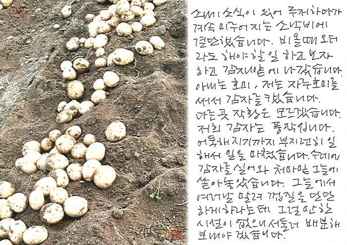 - 저희 감자는 풍작입니다.