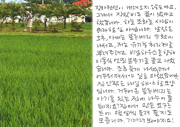 - 아내는 블루베리 수확에...