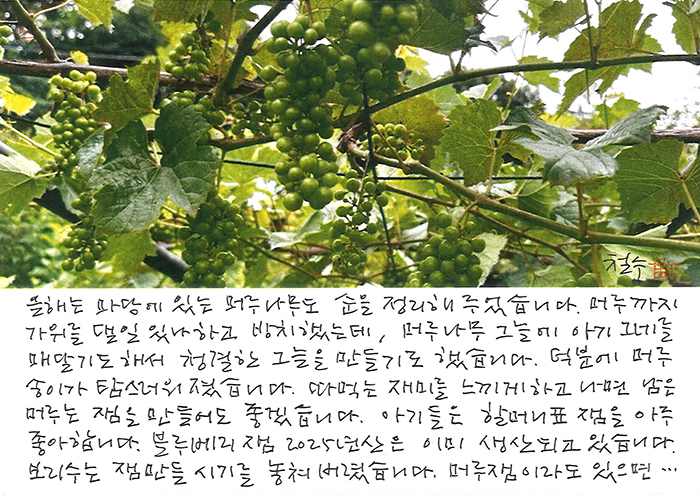 - 손주들은 할머니표 잼을 좋아해...