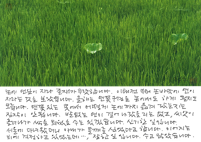 - 논에 연잎이 자라...