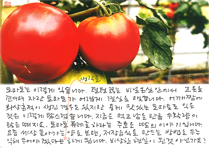- 고온을 견디며 자란 토마토가...