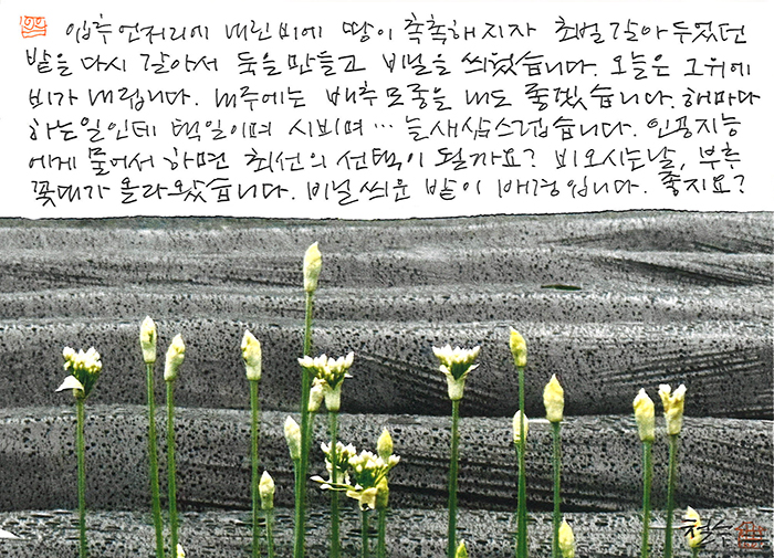 - 부추 꽃대가...좋지요?