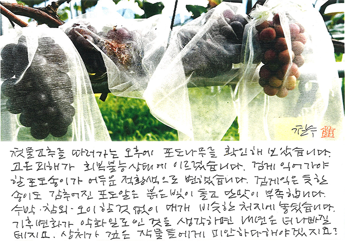 - 고온 피해가 회복 불능 상태에...