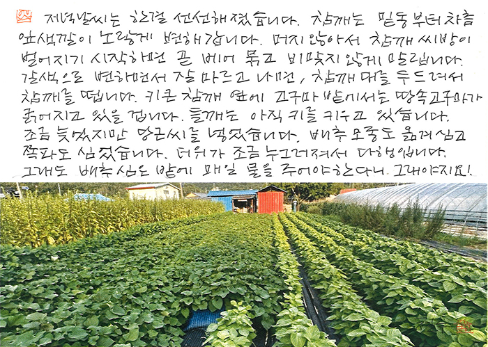 - 더위가 조금 누그러져...