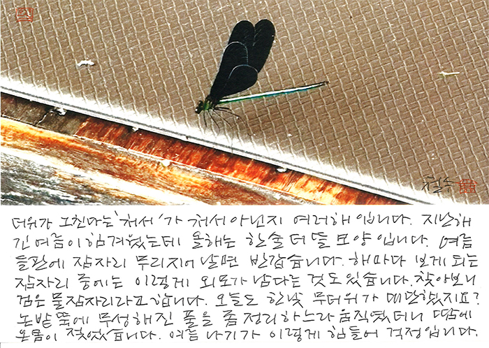 - 처서가 처서 아닌지 여러 해...
