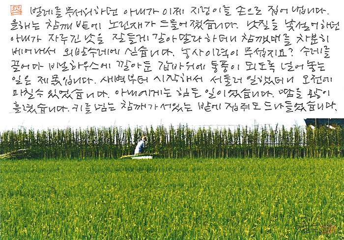 - 새벽부터 시작해서 참깨를...