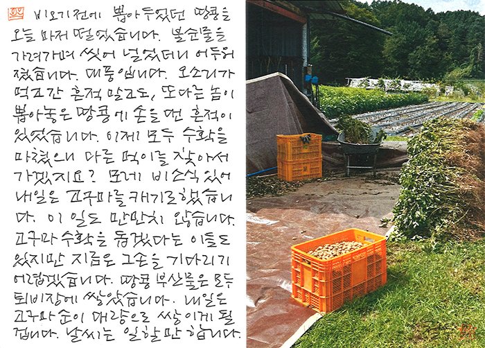 - 오늘은 땅콩을, 내일은 고구마...