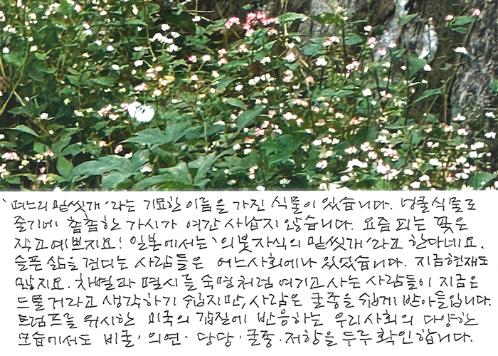 - '며느리밑씻개'라는, 기묘한...