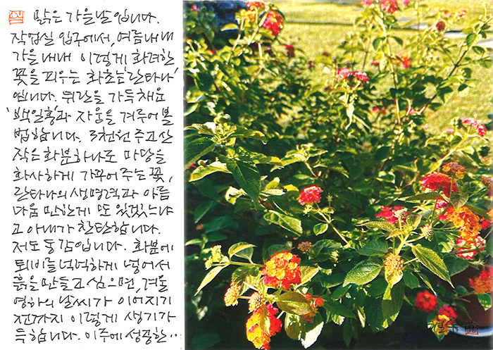 - 이주에 성공한 꽃 란타나...