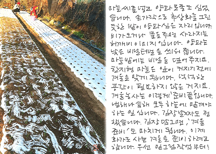 - 마늘과 양파 모종을 심었습니다.