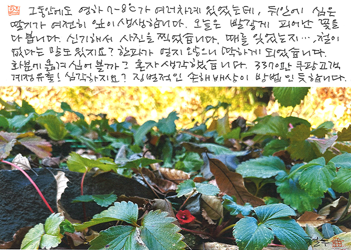 - 이 계절에 딸기가 꽃을...