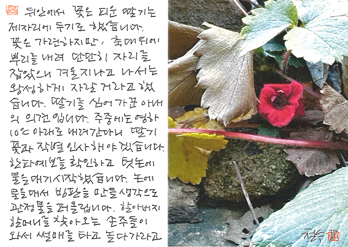 - 텃논에 물을 대기 시작했습니다.