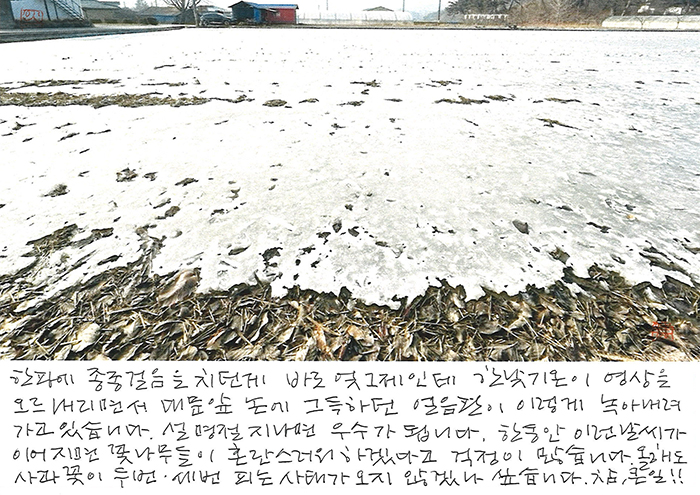 - 사과꽃이 두 번 세 번 피는...