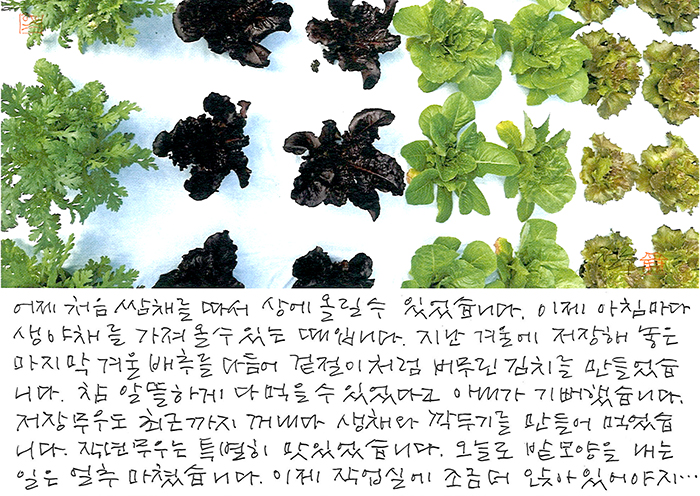 - 처음 쌈채를 따서 밥상에 올릴 수...