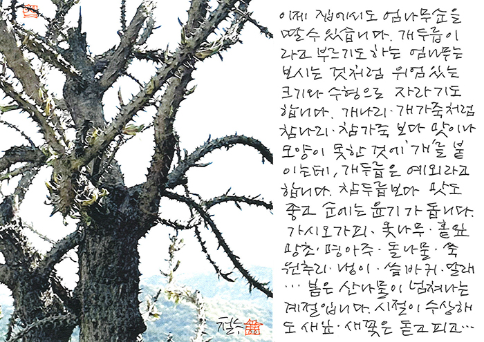 - 시절이 수상해도 새잎 새꽃이...