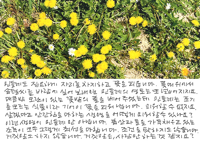 - 민들레도 집요하게...