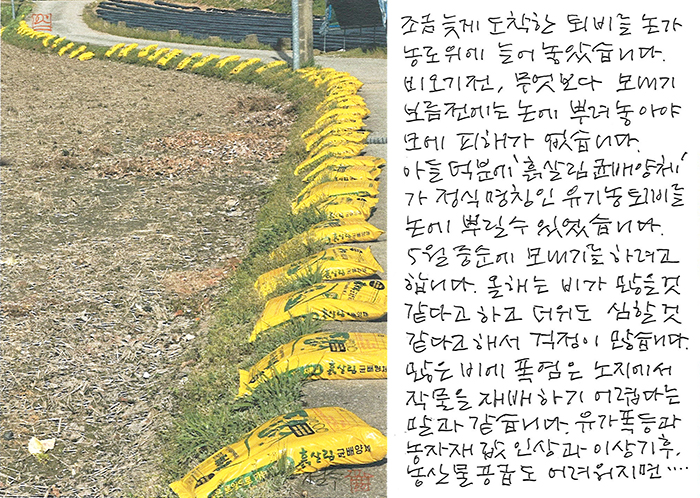 - 늦기 전에 논에 퇴비를...