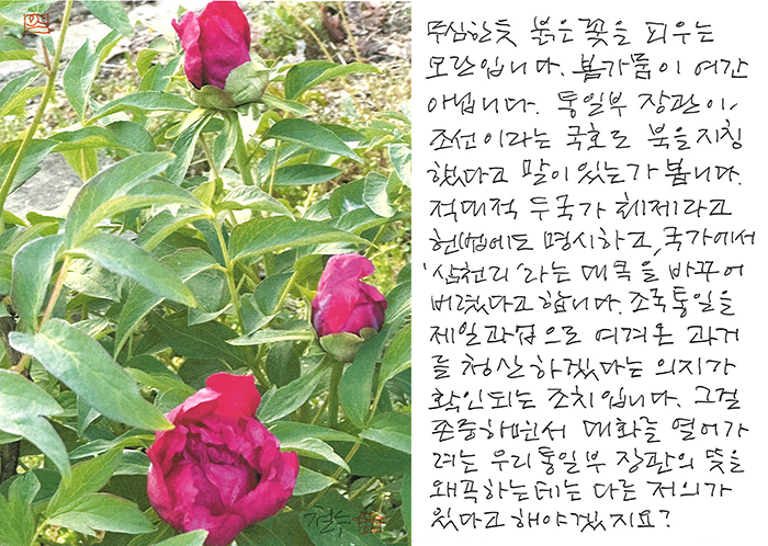 - 무심한 듯 꽃을 피우는 모란...
