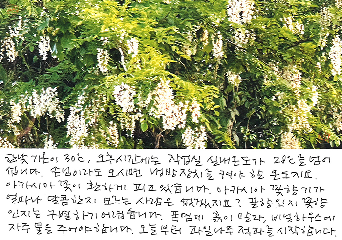 - 아카시아 꽃 향기가...