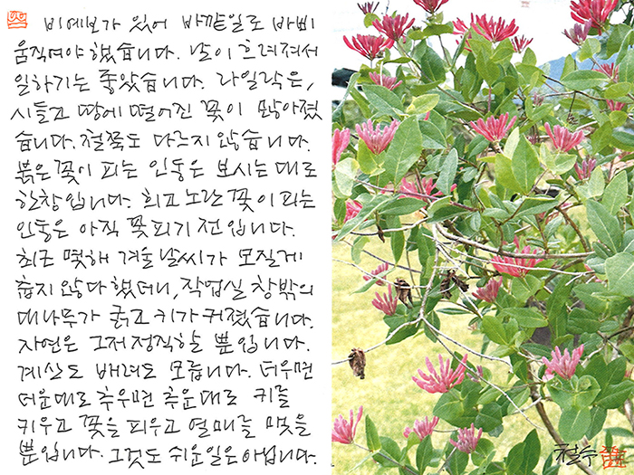 - 인동은 꽃이 한창...