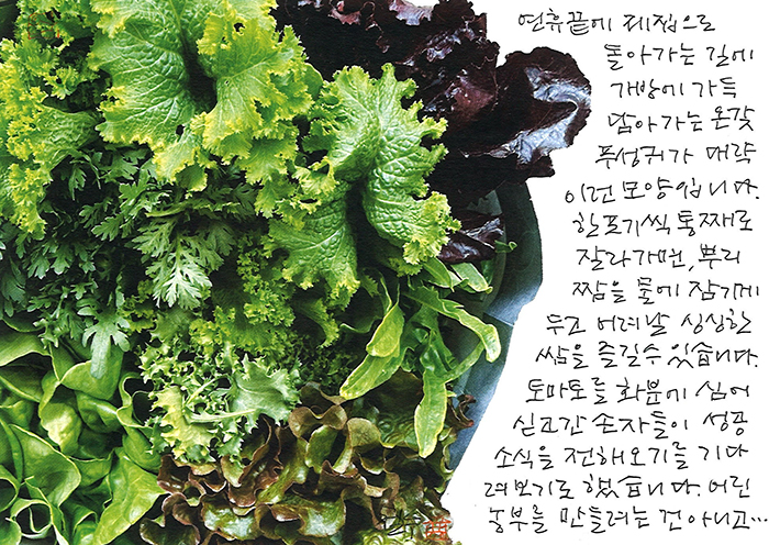 - 쌈채를 한 포기씩 통째로 ...