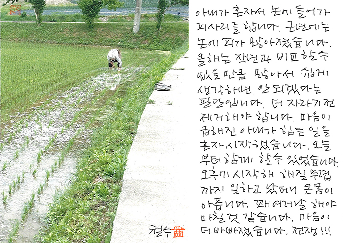 - 논에 들어가 피사리를 ...