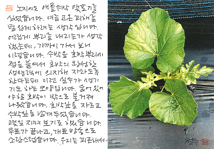 - 수박을 호박 뿌리에...
