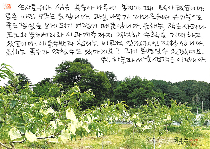 - 손자들 위해 심은...