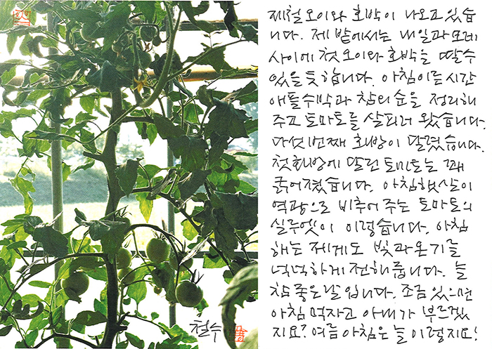- 여름 아침은 늘...