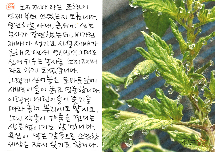 - 토마토 잎에 새벽 이슬이...
