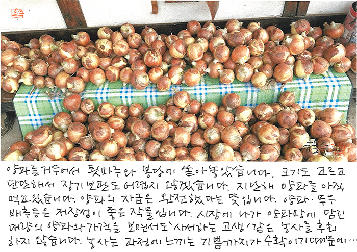 - 양파를 거두어서 ...