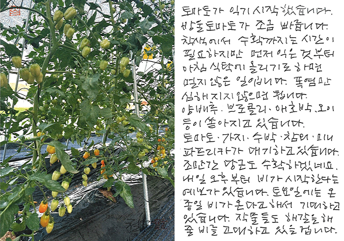 - 작물들도 단비를 고대하고...