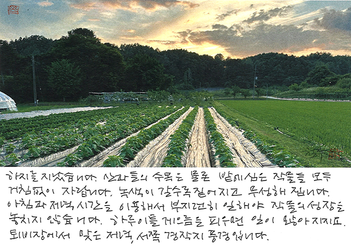 - 하지를 지났습니다.