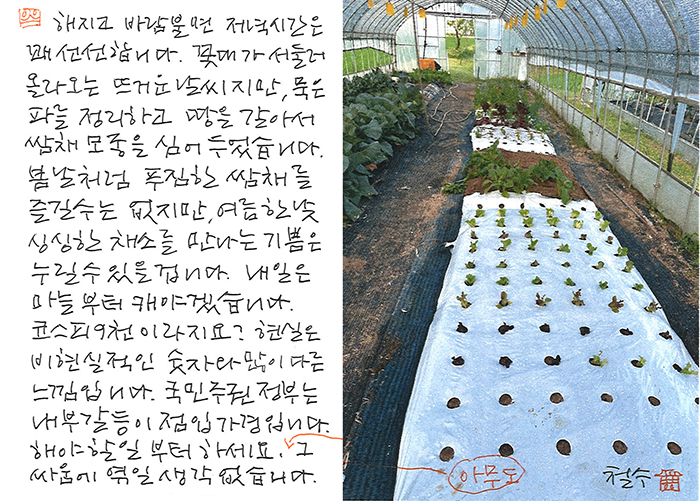 - 쌈채 모종을 새로 심어...