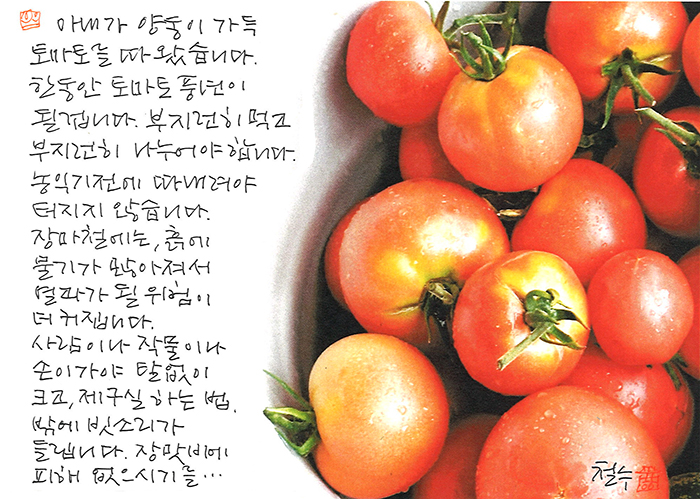 - 양동이 가득 토마토를...