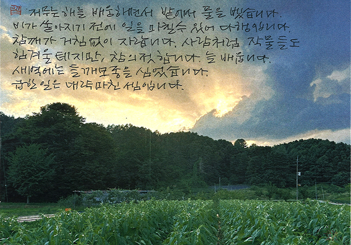 - 작물들도 힘겨울 테지만...
