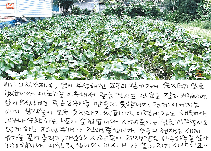 - 밭 작물이 모두 웃자라고...