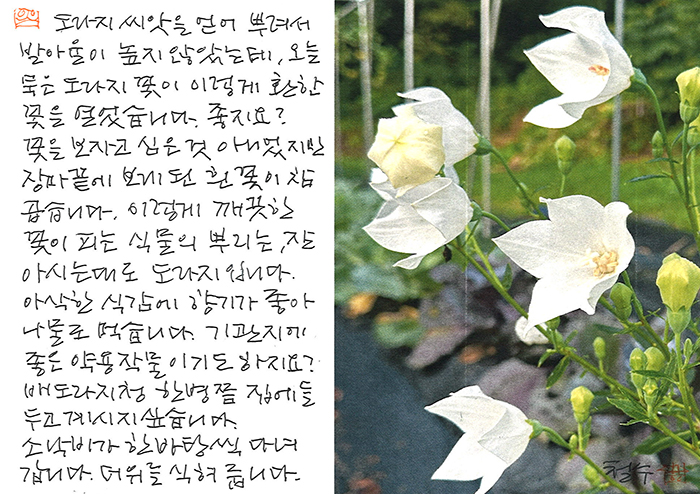 - 도라지 흰꽃이 이렇게 ...