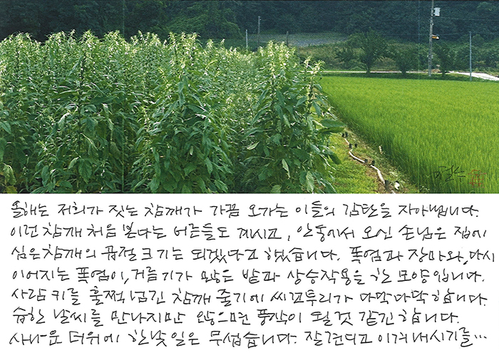 - 사람 키를 훌쩍 넘긴 참깨가 ...