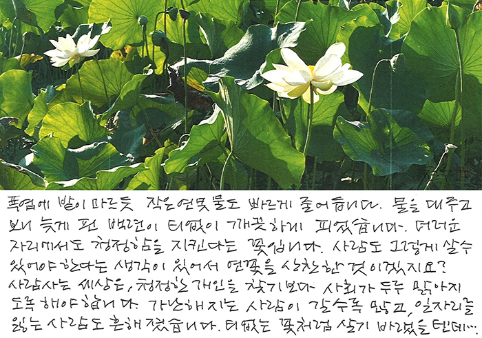 - 폭염에 밭이 마르듯, 연못에도...