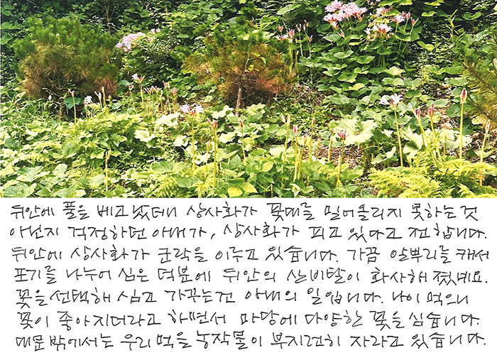 - 상사화가 피고 있다고...