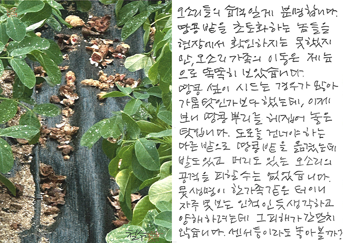 - 오소리들의 습격일 게 분명해...