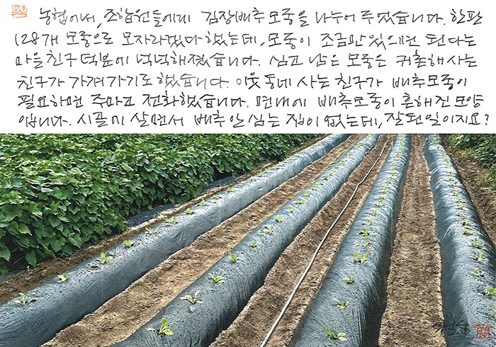 - 배추 모종이 흔해진 모양...