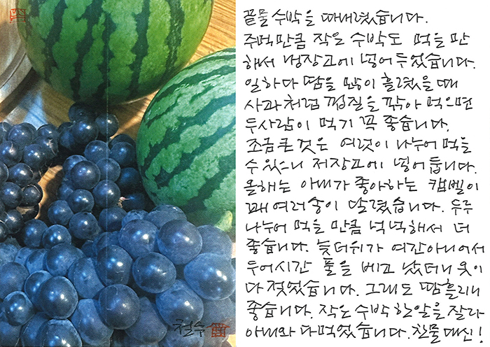 - 끝물 수박을 따 내려...