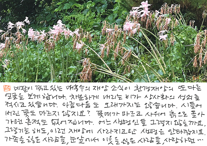 - 재앙에 사라진 생명은...