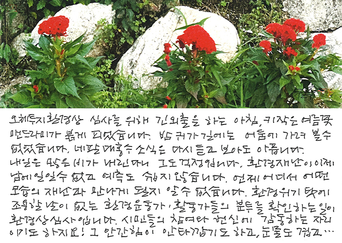 - 맨드라미가 붉게 피어 ...
