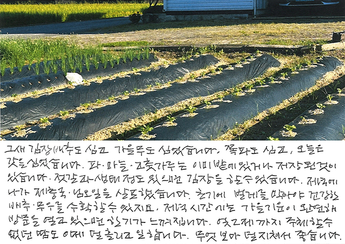 - 그새 김장 배추도 심고...